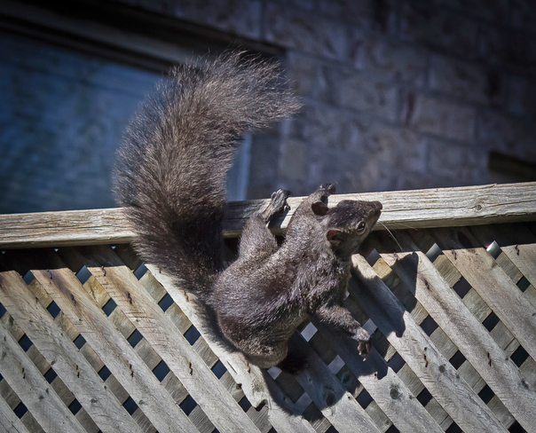 squirrel Mississauga, Ontario Canada