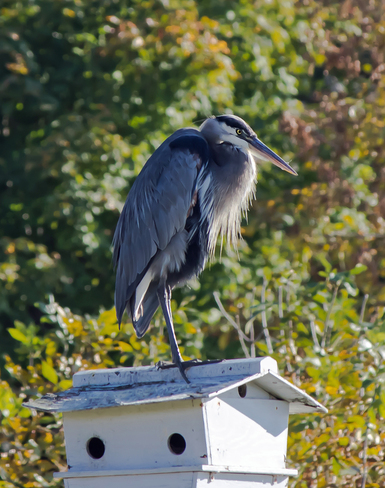 The Great Blue Heron Mississauga, Ontario Canada
