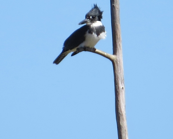 Belted Kingfisher ( Megaceryle alcyon) Male Chester, Nova Scotia Canada