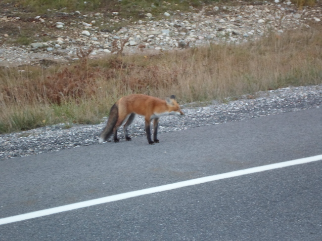 Red Fox crossing road again Elliot Lake, Ontario Canada
