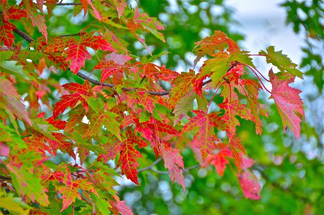Autumn Oakville, Ontario Canada