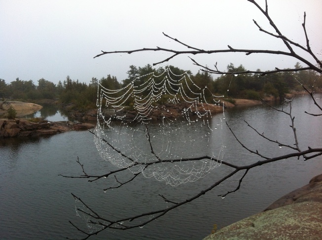 Low hanging web. Pointe au Baril Station, Ontario Canada