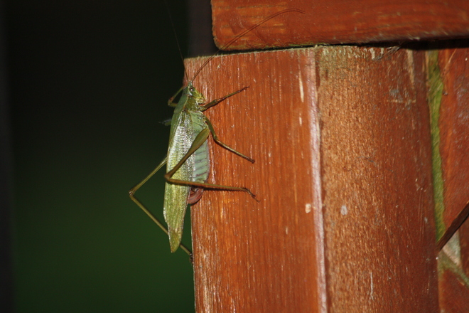 Grasshopper Clifford, Ontario Canada