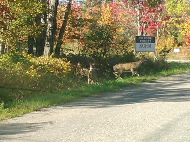 deer family crossing Sudbury, Ontario Canada