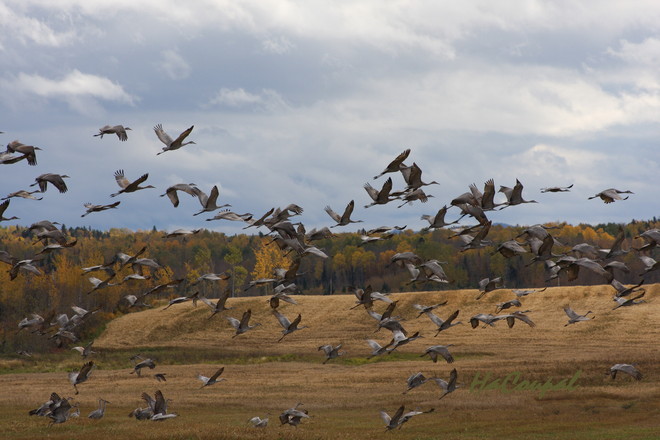 sandhill cranes Timmins, Ontario Canada