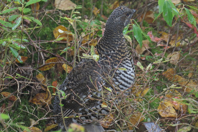 Spruce grouse Timmins, Ontario Canada
