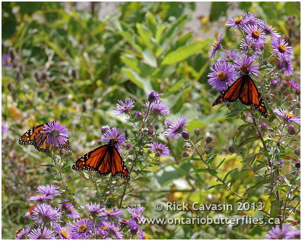 Monarchs on the Move Port Colborne, Ontario Canada