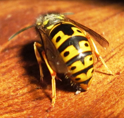 Image of close up bee Hanover, Ontario Canada