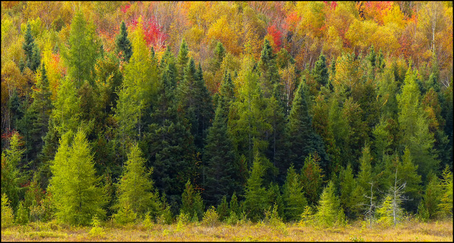 Sherriff Creek pines. Elliot Lake, Ontario Canada