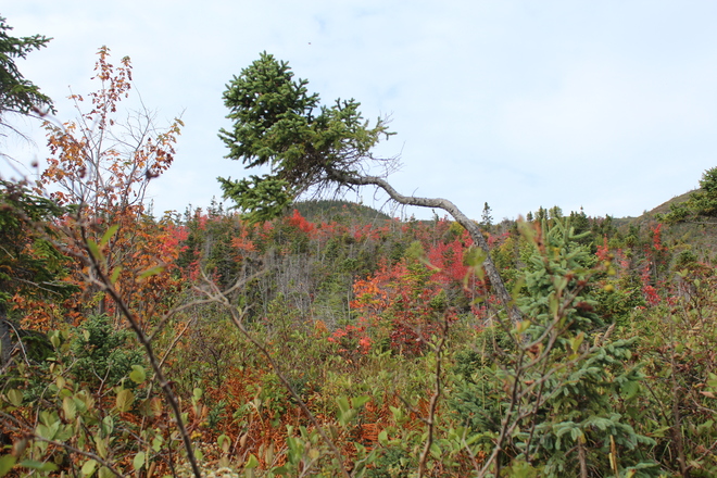 Fall is here Corner Brook, Newfoundland and Labrador Canada