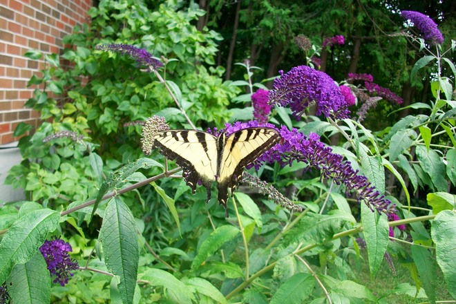 Swallowtail on Butterfly Bush Oak Ridges, Ontario Canada