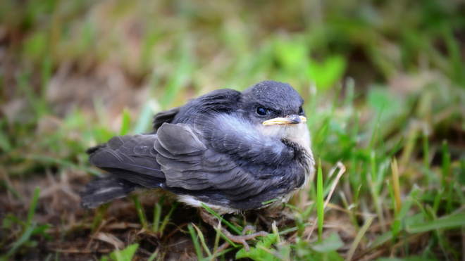 baby swallow Smooth Rock Falls, Ontario Canada