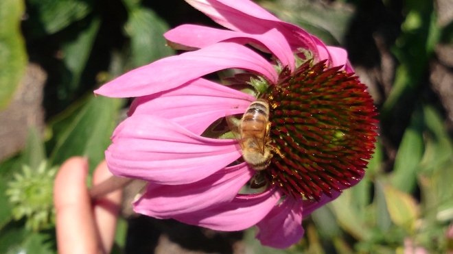 Buzy Bee... Toronto, Ontario Canada