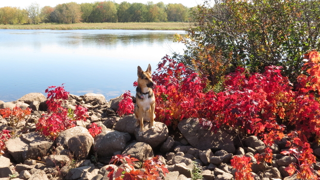 Dog..Fall Colours Grand Bay-Westfield, New Brunswick Canada