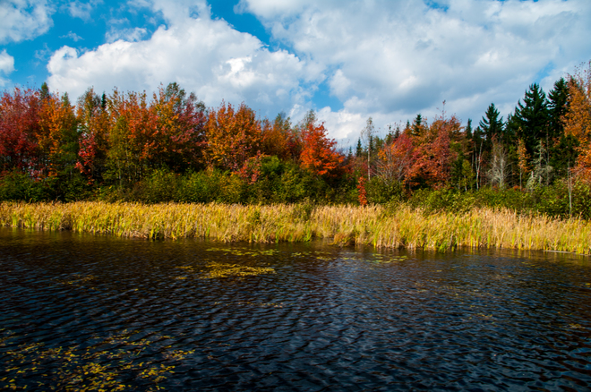 Fall Colours in the Forestry Fredericton, New Brunswick Canada