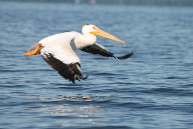 white pelican bay of quinte Picton, Ontario Canada
