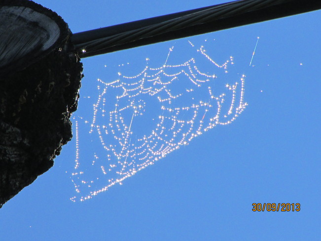 spider web Joggins, Nova Scotia Canada