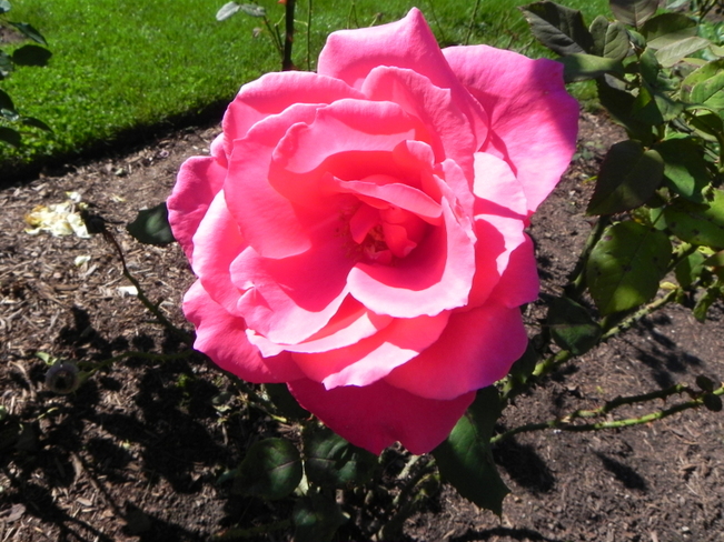 roses Oakville, Ontario Canada
