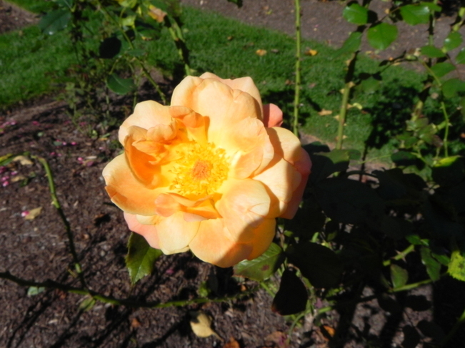 rose 3 Oakville, Ontario Canada