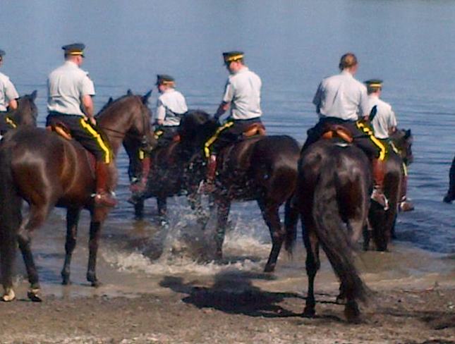 RCMP Horses enjoying warm weather and water Ottawa, Ontario Canada