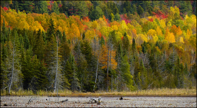 Sherriff Creek fall scenic. Elliot Lake, Ontario Canada