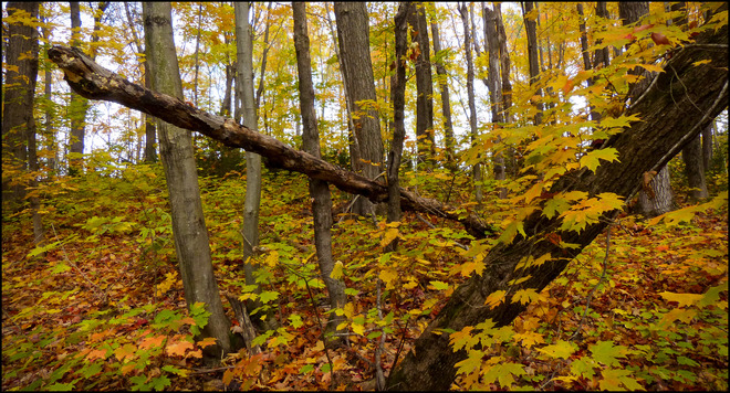 Sherriff Creek red trail, fallen tree. Elliot Lake, Ontario Canada