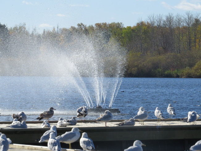 Seagulls enjoying the sun Timmins, Ontario Canada