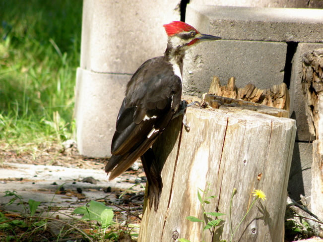 Pileated Woodpecker Lower Sackville, Nova Scotia Canada