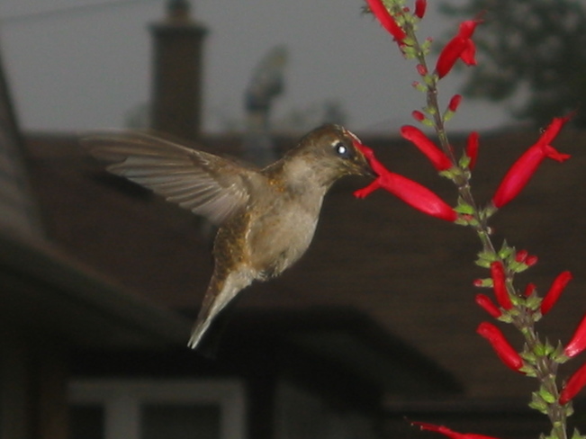 October Hummingbird Kitchener, Ontario Canada