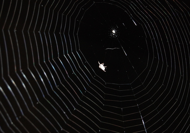 Spooky Spiderweb Espanola, Ontario Canada