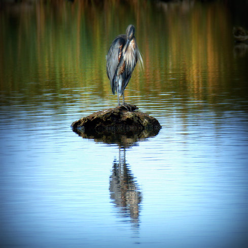 Heron island Ladner, British Columbia Canada