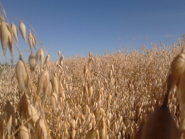 Wheat Melfort, Saskatchewan Canada
