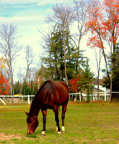 beautiful horse North Bay, Ontario Canada