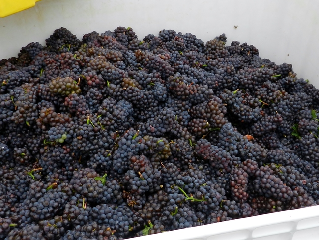 Grapes waiting to be crushed Cawston, British Columbia Canada