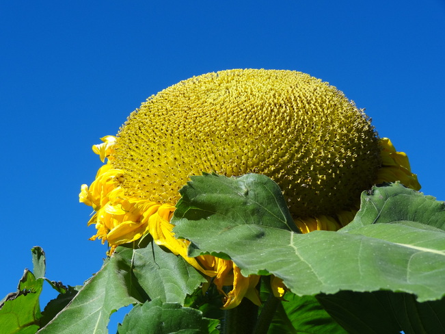 Sunflower Bathurst, New Brunswick Canada