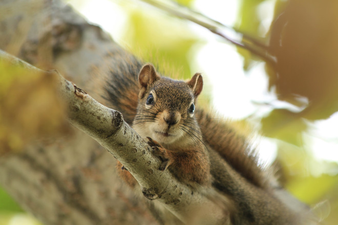 Curious Squirrel Edmonton, Alberta Canada