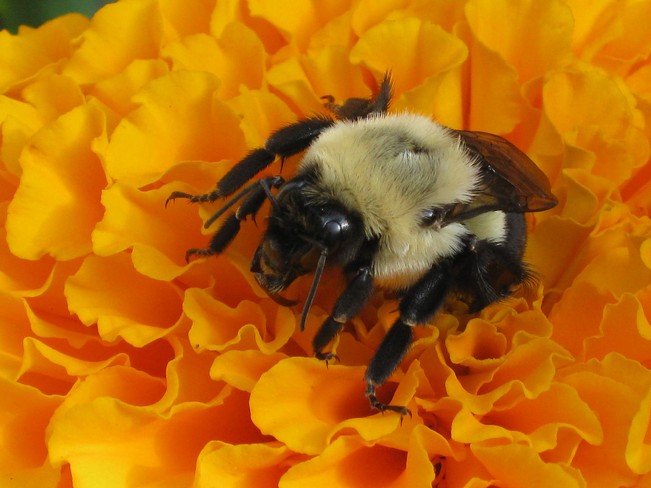 Bumble Bee & Marigolds Brockville, Ontario Canada