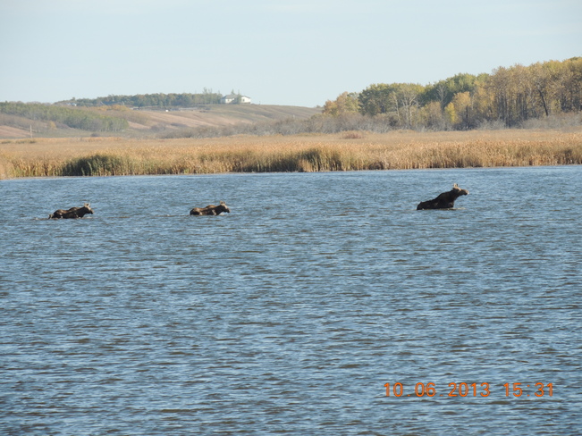 three moose swimming Broadview, Saskatchewan Canada