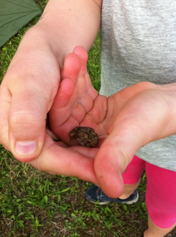 Teeny toad Amaranth, Ontario Canada
