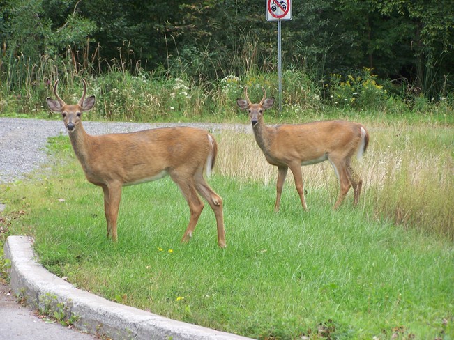 Little Bucks Gatineau, Quebec Canada