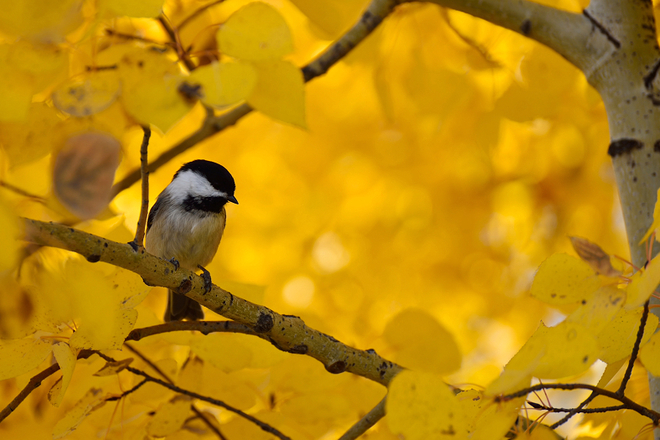 bird & fall colour Calgary, Alberta Canada