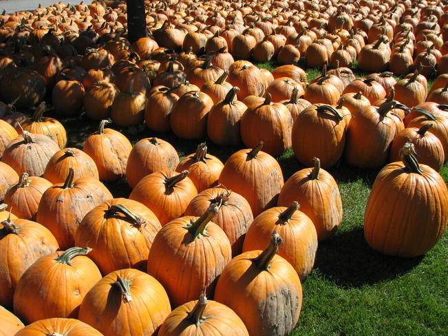 pumpkins a plenty Munster, Ontario Canada