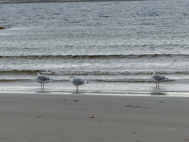Seagulls Shelburne, Nova Scotia Canada
