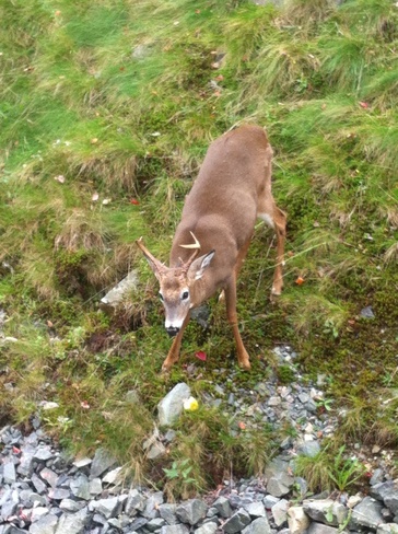 deer Bedford, Nova Scotia Canada