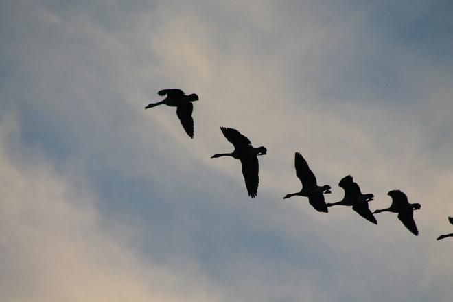 Geese heading south Aylmer, Ontario Canada