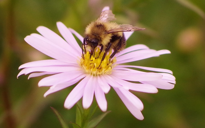 Determined Bee Kelowna, British Columbia Canada