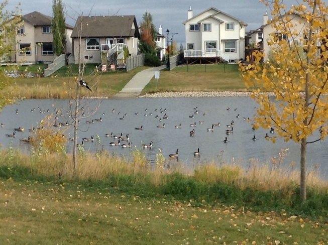 So Many Canadian Geese! Edmonton, Alberta Canada