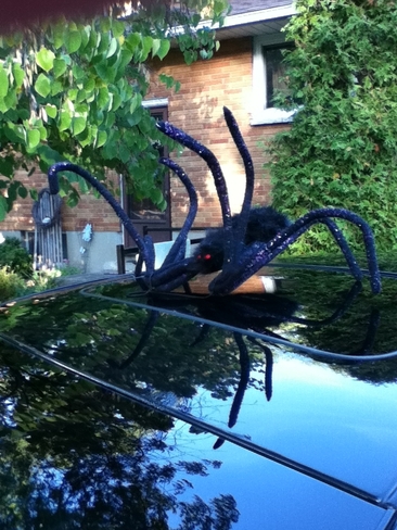 Spider Car Sarnia, Ontario Canada