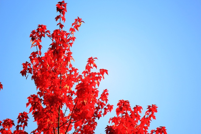 Red ... Autumn season.... Surrey, British Columbia Canada