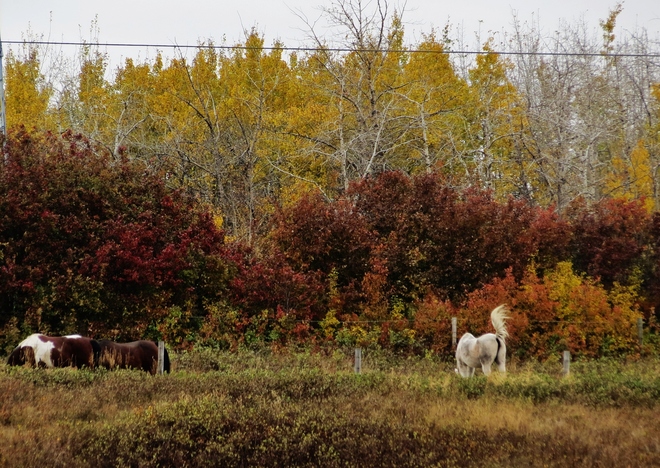 Fall colors Fort Saskatchewan, Alberta Canada